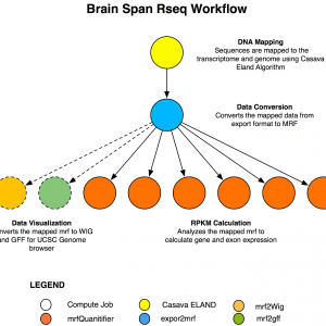 Brain Span